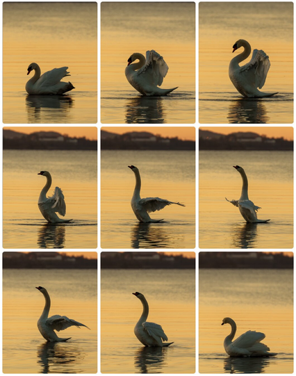 Das Bild ist eine Collage aus 9 Einzelbildern und zeigt einen Schwan in der goldenen Stunde. In den neun Bildern ist zu sehen, wie der Schwan seine Flügel spreizt