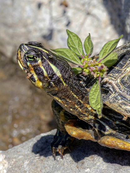 A potograph of a small yellow bellied turtle with a dark brown, patterned shell. The turtle's head is turned to the left and they are showing off their bead-like eye and textured, scaly skin. (Not body shaming, but remember your sunscreen!) A small cluster of green leaves with pink flowers is perched on their shell. The background has a blurry, sunlit rocky walk and  the shallow water of the edge of the pond.