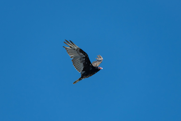 A largish bird flying against a deep blue sky