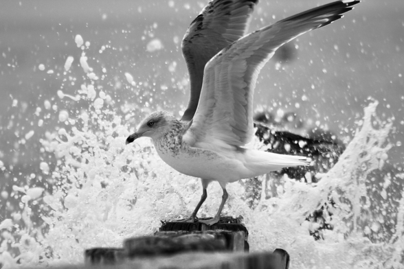 das schwarzweißbild zeigt eine möwe, die mit ausgebreiteten flügeln auf einem holzpflock am meer steht. im hintergrund spritzt wasser in einer dynamischen gischt nach oben. die möwe blickt nach links, während sie die balance inmitten der brandung hält.