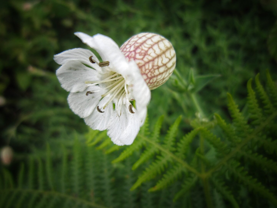 Close-up of a white campion flower with deeply lobed, translucent white petals. Dark stamens with visible anthers stand at the centre. Behind the flower, a spherical seed pod shows a distinctive net-veined, reddish-brown pattern. The soft green fern foliage in the blurred background highlights the flower's delicate, paper-like texture.
