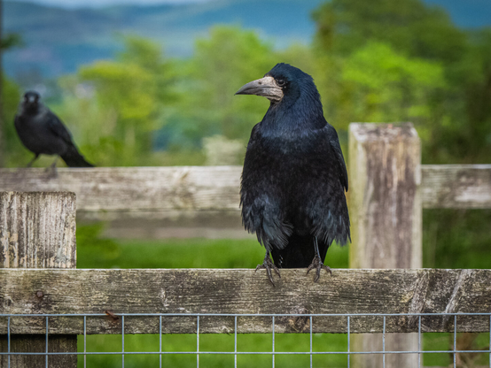 An adult rook with its signature bare, whitish face patch and sharp beak sits perched on a rustic wood-and-wire fence. A cheeky jackdaw is visible in soft focus on the fence behind it to the left. The background is filled with the greens of grass and trees.