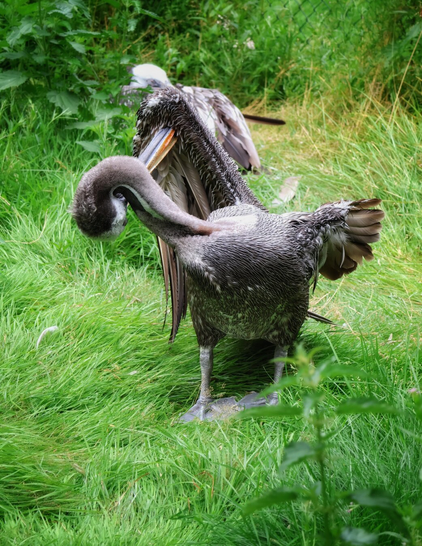 A pelican grooms under its wing on a grassy patch, its neck twisted so that only the back of its head and the underside of its large, pale beak are visible. Its grey, textured feathers have a wet sheen. In the background, another pelican stands among tall green grass and foliage.
