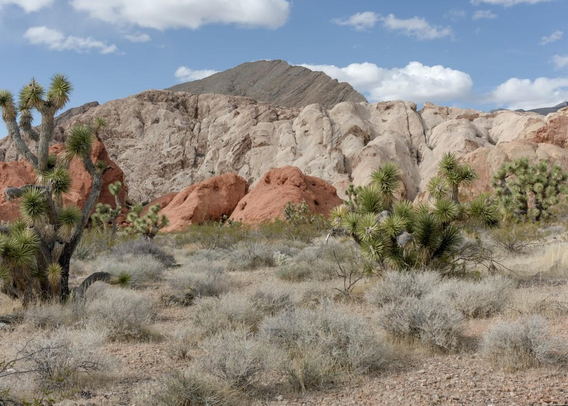 A color landscape photo of hills in a desert landscape. In the foreground are several spiky joshua trees. They have gray twisted branches that end in a clump of sharp spear like green leaves. The ground is covered in gravel and low gray-green shrubs. Three parallel lines on nearby hills cross horizontally in the background. The first and lowest line of hills is a red sandstone. They are more like giant boulders. Behind the red sandstone is a rocky line of very light colored hills. And in the background a dark gray colored peak sticks up at center frame. The sky is a soft blue with puffy white clouds.