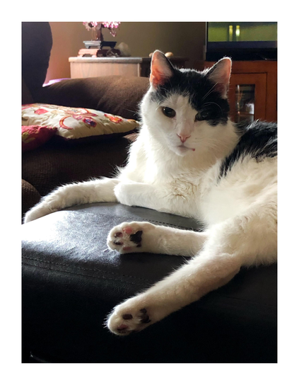 Merlin, with his black-and-white bicolor coat, lounges on a leather ottoman with his legs sprawled and his face turned to the camera, as sunlight on his left side gives him a gentle glow. In the background are an armchair with an embroidered cushion and some cabinets and counters with tchotchkes on top.