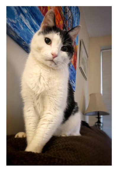 Merlin sits upright on the backrest cushion of a couch, looking down at the camera with his head slightly tilted in a quizzical expression. Mounted on the angled wall beside him are a large unframed canvas in blue and red and a smaller framed artwork. At the far end of the couch are a table lamp and window blinds.