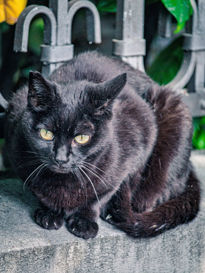 This photography is of a fluffy black cat sitting in a crouched position on a concrete ledge wall. They has striking, light yellowish-green eyes and long white whiskers. Their right ear (left to use) has a small notch out of the tip, giving thema slightly rugged appearance - I fear this little one my be a scrapper 😂. In the background there is an ornate metal fence with green foliage peeking through the gaps behind it.