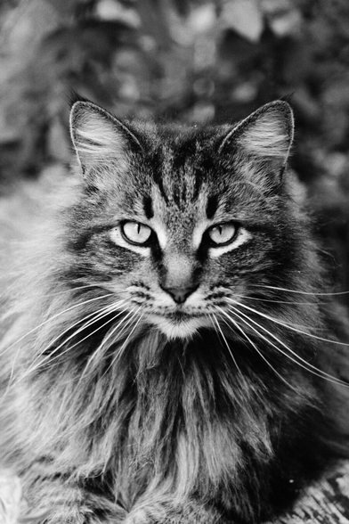 A black and white photo of the prettiest cat in the world looking straight into your soul.