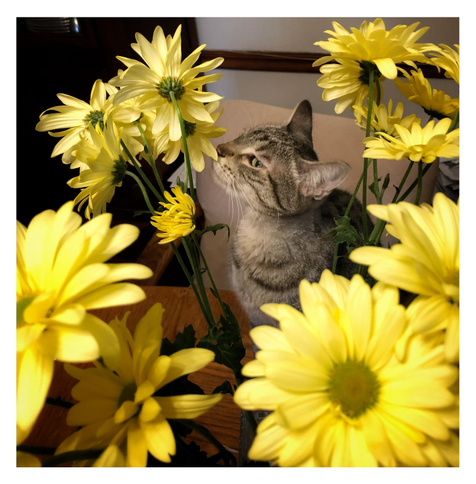 My striped gray tabby Max (dearly missed) sitting on a dining table and sniffing a bunch of long-stemmed yellow daisies in the foreground, positioned so that he appears to be entirely surrounded by them. I snapped this photo before moving him off the table so that he couldn’t eat them.