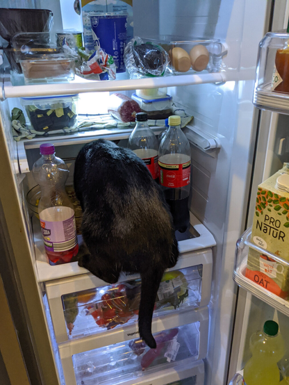 An open refrigerator with the rear end and tail of a black cat hanging out from a shelf.