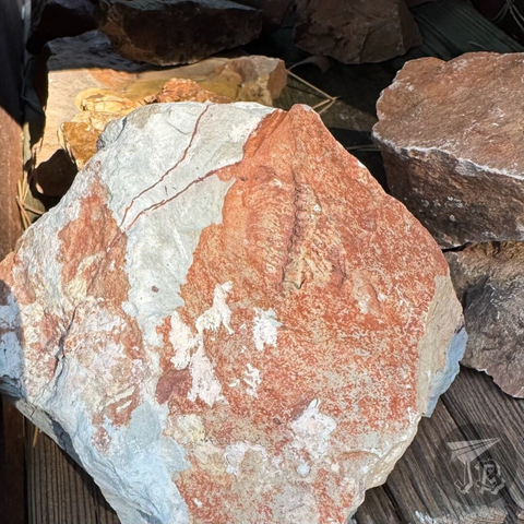 Distorted trilobite fossil