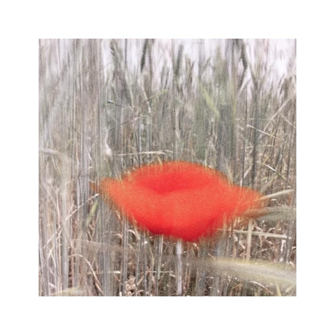 a square image showing a single red poppy surrounded by little stems from a corn field. it was a windy day, so both the corn as well as the red poppy were dancing heavily in front of of my lens. so the resulting motion blur gives the whole image a painterly feel