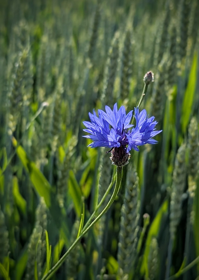 A bright blue cornflower in a wheat field, photo by Karen Kaspar