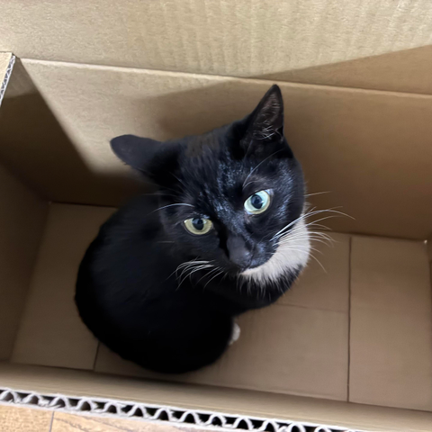 A black and white cat is sitting inside a cardboard box, looking up. The cat has striking yellow eyes and is positioned in the center of the box.