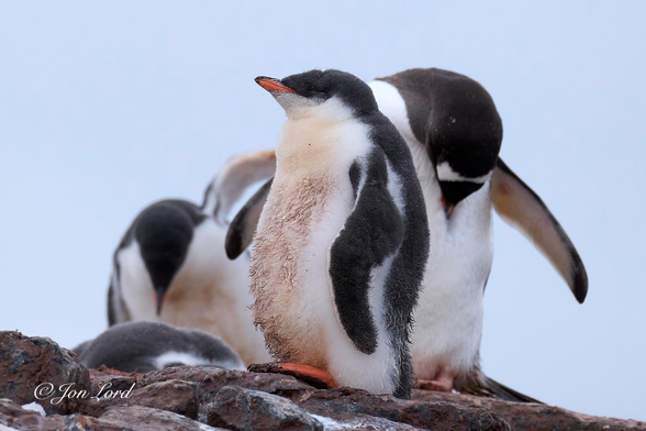 This is a colour wildlife photo in landscape format of a juvenile Gentoo Penguin sleeping upright in the colony (rookery) with it's two parents behind and a further sleeping juvenile lying on the rocks. Booth Island, Antarctica (2024).

In the centre is our infant Gentoo Penguin (Pygoscelis papua). The bird is seemingly asleep with it's eyes closed and stationary. The penguin is viewed in profile and facing to the left, with it's left side and front in view and occupying three-quarters of the height of the photo. The bird is covered with a fluffy-like plumage, the grown-up feathers are yet to develop. The top of the head and back surfaces are black while the front is white. The bill (beak) is fairly short and orange as are the large feet. Our penguin's front is lightly stained brown / orange - personal hygiene not being a penguin thing. Close behind and to the right is an adult Gentoo facing the camera, slightly blurred out of focus and preening it's front with it's beak. This bird's front is clean and the insides of the flippers (wings) are red suggesting the bird has recently left the sea and climbed up the steep hundred or so metres to the colony. To the infants left and in among the small red rocks is a further juvenile, this one lying down and probably sleeping. A little further back and again slightly blurred out of focus is a further adult, it's front stained, suggesting this penguin has been guarding the infants. The snow covered background is overexposed to white. 