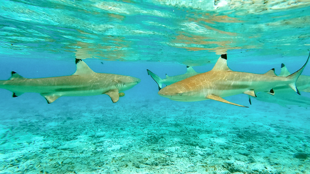 A group of blacktip reef sharks swims through shallow, turquoise tropical water above a rippled sandy seafloor. Sunlight creates bright, shifting patterns on their tan bodies and the ocean bottom as they glide calmly in clear, open water.