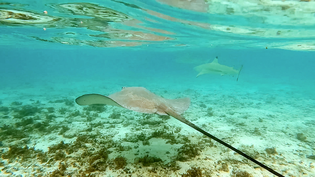 A stingray glides close to the sandy ocean floor, its wings gently curved as it moves over patches of coral and algae. In the background, a shark swims through the clear turquoise water, adding depth to the underwater scene.