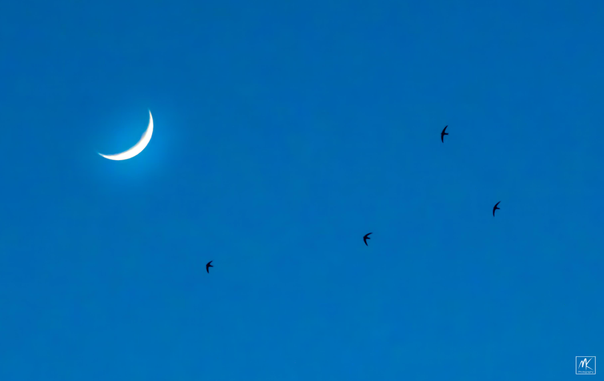 Color photo of the crescent moon in a dark blue post-sunset sky with the silhouettes of four high-flying swifts approaching it. 