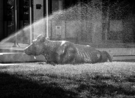A large statue of a cow lying on a patch of grass is seen getting wet from a sprinkler system. The statue is set in a dense urban setting with buildings in the background in this black and white image.