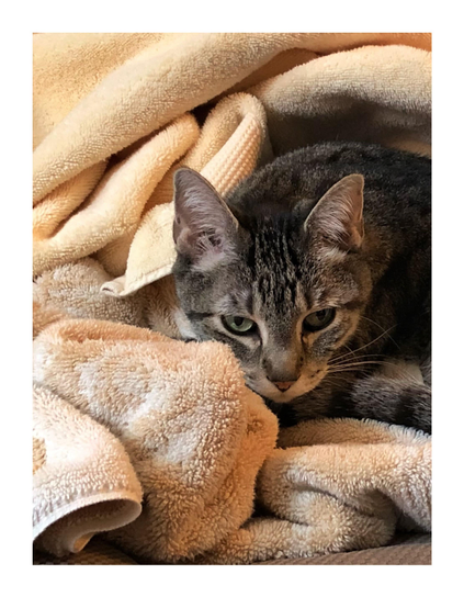 Closeup on the face of my striped gray tabby Max (dearly missed) nestled contentedly in a pile of unfolded, newly clean, light brown bath towels.