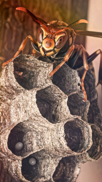A red and yellow striped wasp sits on top of a wasp nest and looks at the camera. Inside a couple of the nest cavities eggs can be seen.