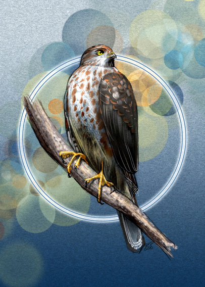 Illustration of a Cooper’s Hawk, perched on a branch. Behind the bird is a blue paper texture, with a bokeh lighting effect in blues, oranges, and yellows, splashed diagonally across the background upwards from left to right. Surrounding the bird is a white halo of light.