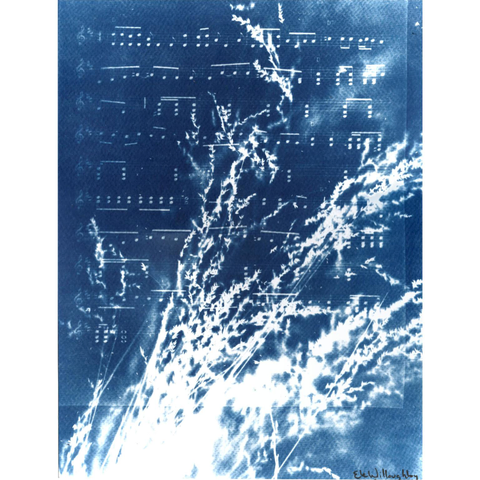As described this is my 9” x 12 cyanotype on watercolour paper with Kentucky bluegrass and some of the sheet music for Bill Monroe’s Blue Grass Stomp. There’s no white margin. There is my signature and year (Ele Willoughby, 2026).