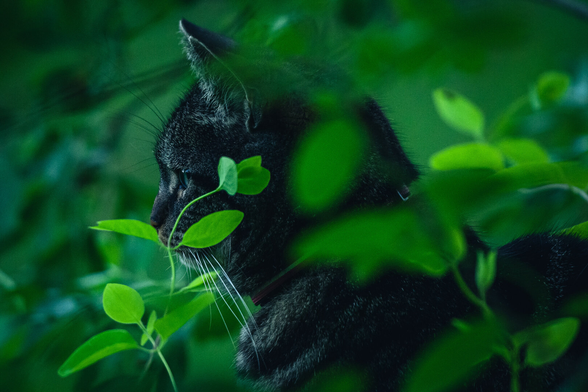 A picture of a tabby housecat with a collar, in side profile. The cat is looking intently to the left, it's just visible eye catching some of the faint light in the evening dusk.

The cat sits surrounded by greenery. In the foreground are some small slender plants with bright green leaves, partly obscuring the cat.
