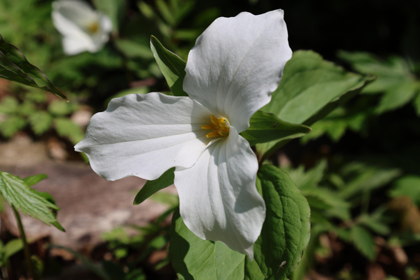 This is a landscape format photo of a trillium wildflower as seen along a hiking trail in the Spring. The flower is white in colour with vibrant green coloured leaves. It was a sunny day with the sun breaking through on this part of the trail. The trillium was resultantly well illuminated in this light, but not washed out.