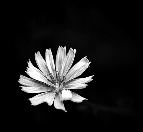 Die offene Blüte einer "Gemeinen Wegwarte" in Schwarzweiß. Der Hintergrund ist sehr dunkel gehalten.