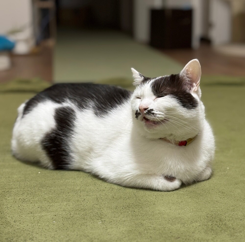 箱になったままにゃあんと口を開ける猫