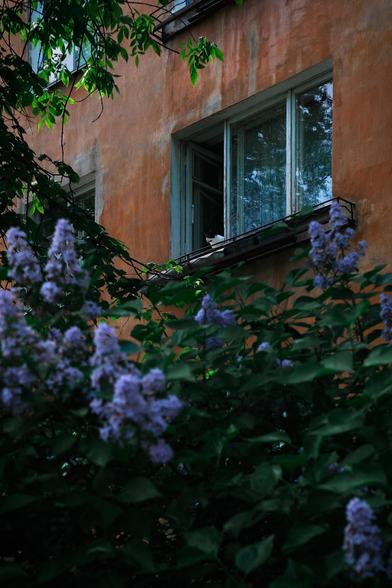 This photograph captures a spring urban scene. The foreground is dominated by blooming lilacs with large purple flower clusters and green leaves. Behind the lilac bushes is the facade of an old building with peeling plaster and signs of wear. A window stands out on the wall — wide open, with a metal grate. A black-and-white cat is sitting in this window, looking out onto the street — a touching detail that brings the image to life. The light is subdued, creating a feeling of evening or overcast time. The image conveys the atmosphere of a quiet spring street, where nature, old architecture, and cozy home life all meet in one frame.