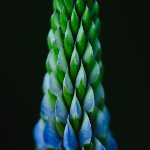 A close up square photograph of a section a lupine flower in development. The individual flowers are still closed, creating a corn cob pattern of tear drop shapes. The flowers near the bottom are blue and a bit larger, while the top ones are still green and smaller. each flower has at its base a hairy green cover leaf.

The depth of field is shallow and only the flowers along the center line are in sharp focus and the ones toward the side edges are soft and slightly blurred.

The background is almost entirely black.