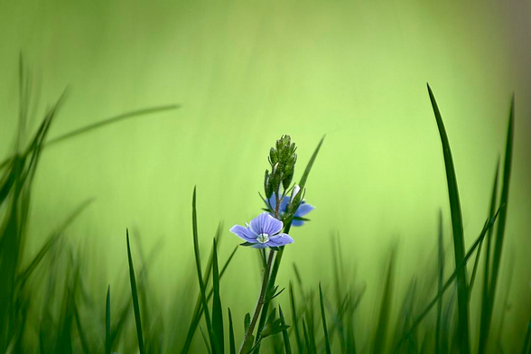 A delicate wildflower with five periwinkle-coloured petals sits proudly in the centre of a patch of grass. Its vibrant blue colour provides a striking contrast against the lush green surroundings. The surrounding stalks frame the flower, creating a sense of depth. In the background, the landscape dissolves into a soft, luminous lime-green haze. This dreamy blur creates an enchanting atmosphere, highlighting the fragile beauty of the blossom.