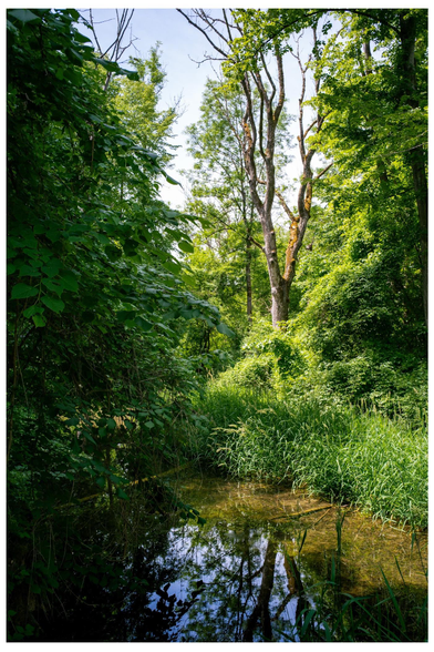 Urwald mit kleinem Bach
