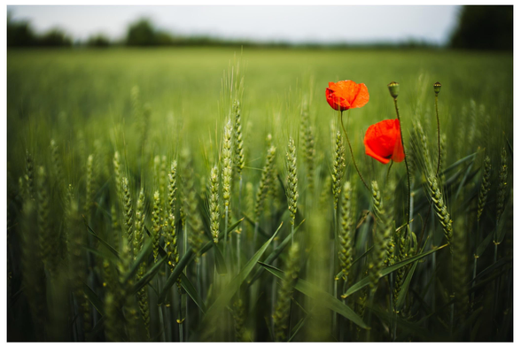 Mohn an viel Getreidefeld. 