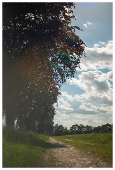 Eine Allee neben einem Acker. Seitlich in die Linse einfallendes Licht produziert einen etwas verwaschenen Bildeindruck.