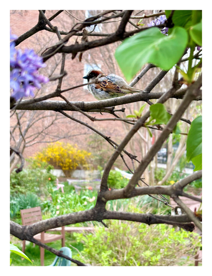 A male sparrow, with a brown crown and light-and-dark brown wings over a white body, perches on the slender branch of a lilac bush, among other branches (some of which bear green leaves and purple lilac flowers). Through the tangle of branches we can see a slightly out-of-focus community garden with low greenery and outdoor chairs. The brick facade of an apartment building rises at the far end.