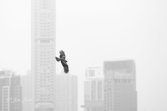 This is a simple black and white wildlife photo of a bird of prey soaring over an out of view harbour with a hazy, distant high-rise cityscape behind. Victoria Harbour, Hong Kong (2012).

Very slightly to the left of centre is our large Hawk or Buzzard like bird of prey. The bird is in-flight from left to right, banking (turning) to the right and viewed from the side at a distance of about ten metres. The birds wing span fills less than a quarter of the height of the photo. The broad, dark and mottled wings are fully extended with finger-like feathers on the wing tips spread out. The dark tail feathers are stretched out in a fan shaped pattern. The bird's small head is looking ahead and to the right with a small, hooked beak at the front. In the background, about one km away, is a hazy view of a high-rise cityscape, slightly blurred out of focus. To the left of centre is a tall, thin skyscraper surrounded by numerous broader and lower blocks rising upwards to the half way up level in the photo. One to the right of centre having large black Chinese characters on a white background mounted on the roof. To the right of centre theres is a gap between the furthest right tower block and the right edge of the photo. Surrounding and above the cityscape is a hazy whiteout caused by the tropical humidity and overcast sky.
