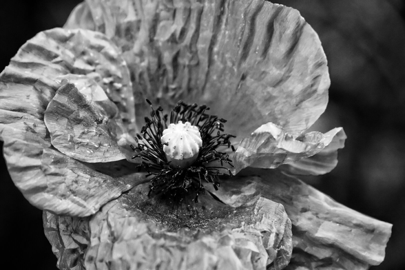 Black-and-white close-up photograph of a poppy flower in full bloom. The large, delicate petals are deeply crinkled and ruffled, resembling crepe paper, with subtle tonal variations highlighting their textured surface. At the flower's centre, numerous dark, filament-like stamens surround a lighter, rounded stigma.