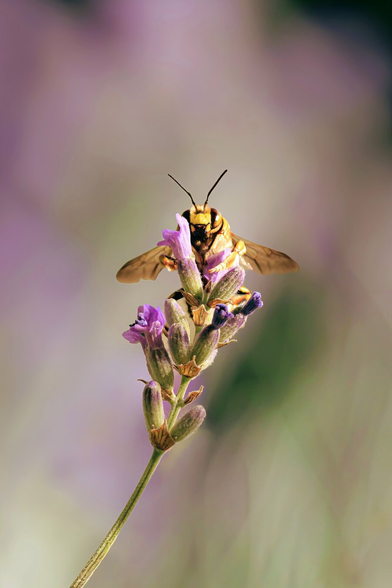 This is a photograph of a yellow and black European Wool Carder bee with translucent wings. They are perched on a purple lavender flower. They are basically huggging the flower and looking right at us. The background is a soft, blurred mix of green, purple, and pink colours -creating a bokeh-ish effect. The flower's buds and petals are detailed.