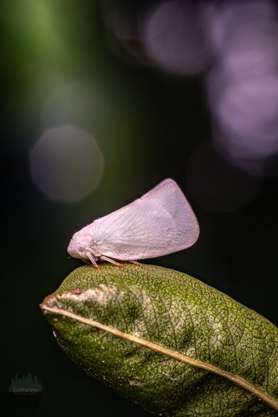 A white bug with wings that look like leaves sits sideways on a leaf. In the background white bokeh balls can be seen.