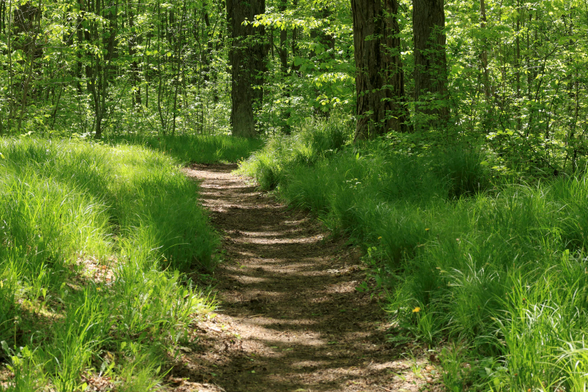 This is a landscape format photo taken on a soil covered hiking trail that passes through a mature forest. This section of the trail is fairly flat and is in a more open area of the woods. Longer green grasses can be seen on both sides of the trail in different shades, between the sunny and shady areas. Trees can be seen in the background. The prominent colour of this photo is green.