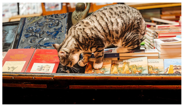 Eine Gondel (ja, wie in Venedig) voller Bücher (teils über Gondeln und Venedig) auf denen eine getiegerte Katze steht/sitzt.