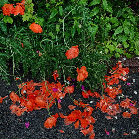 The rain-beaten red poppies, surrounded by lush green leaves and plants, have dropped their petals onto the wet asphalt.