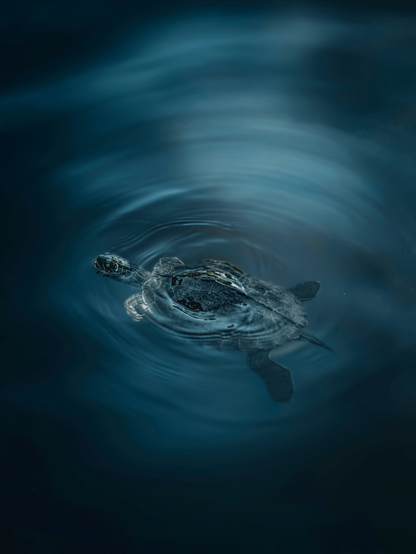 A photograph of a solitary turtle swimming in deep, dark blue water. (It's just a pond that's been colour graded! 😂) The turtle's textured, dark green and brown shell is partially visible above the water's surface - which ripples gently around it. Their flippers are outstretched they move through the water which creates subtle circular ripples.
