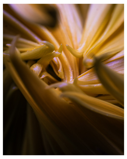 The macro image of the center of a new sunflower uncurling its petals. They are yellow and appear to swirl. The top of the photo is bright while the bottom is dark.