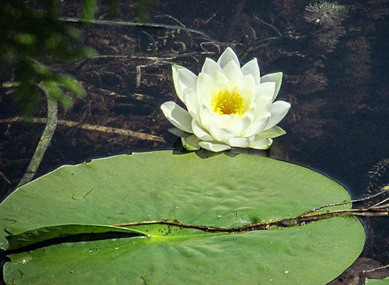 A large lily pad leaf and a pale yellow flower sit on top of the water in a pond. Other vegetation can also be seen.