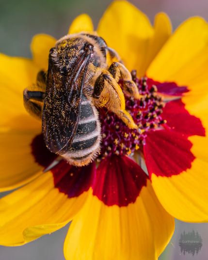 A bee sits on a yellow and red flower. The bee’s wings and right legs have a good amount of pollen on them.