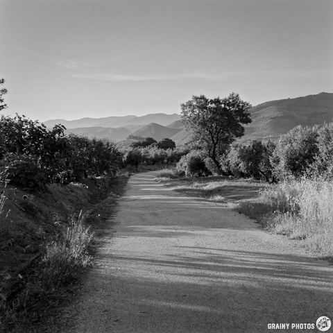 A narrow road winds through lush greenery and olive groves, leading towards distant mountains under a clear sky in a peaceful landscape.